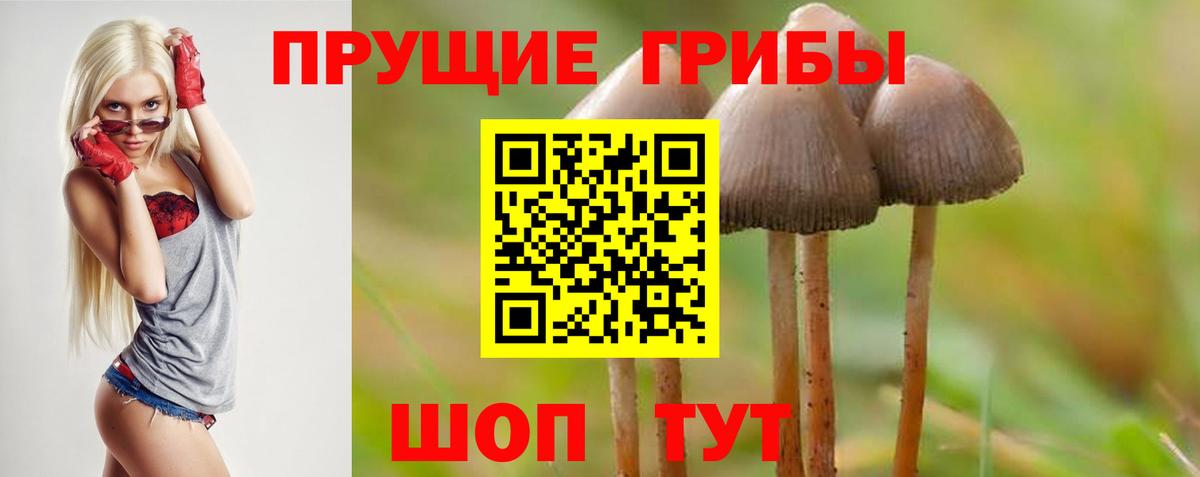 Сунжа  Псилоцибиновые грибы GOLDEN TEACHER  Вход с VPN 